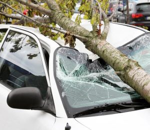 tree fell on the white car Bonnet